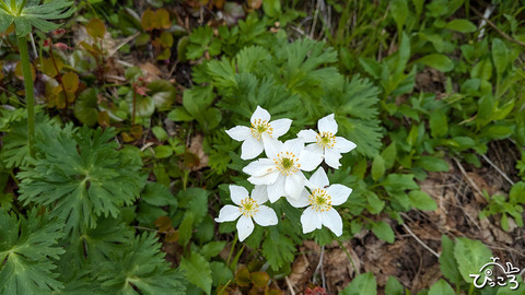 ハクサンイチゲ_041203820