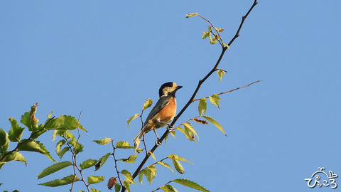 鳥_ヤマガラ_DSCN2612