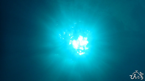 太陽_P8310273