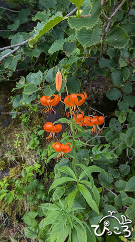 クルマユリ_041031811.MP