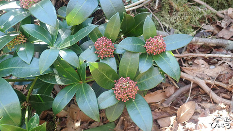 ミヤマシキミ_P3061749