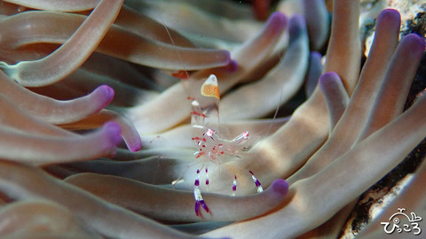 0105_アカホシカクレエビ