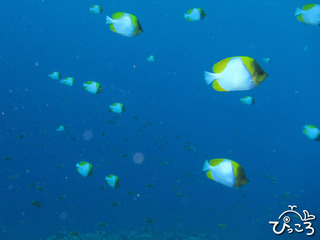 2012-11-10カスミチョウチョウウオ@渡嘉敷島