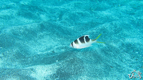 1216_ヨコシマクロダイ幼魚