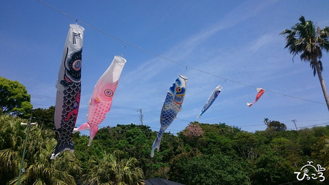 190505_鯉のぼり
