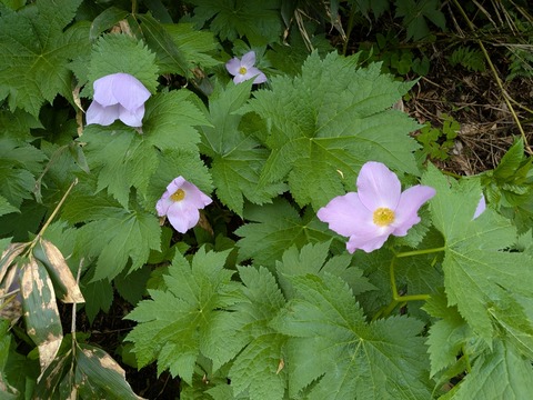 PXL_20260707_001642257