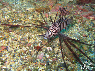 11/05ハナミノカサゴ幼魚