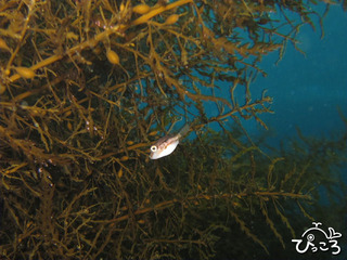 2013-04-03マメマクラ