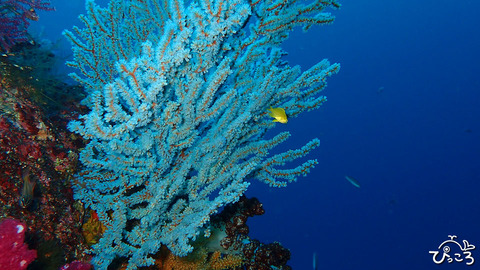 1015_オリンパスブルー