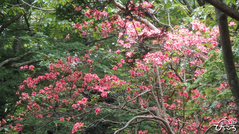 アマギツツジ_1