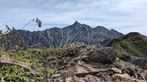 コケモモごしの槍ヶ岳_015408