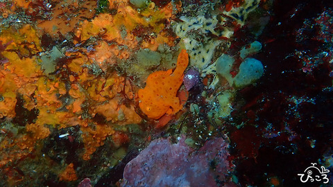 イロカエル_P3230116