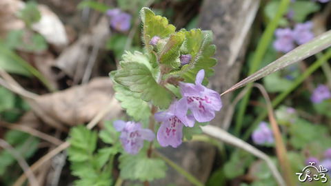 カキドオシ_P3211954