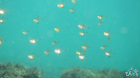 ツマグロハタンポ