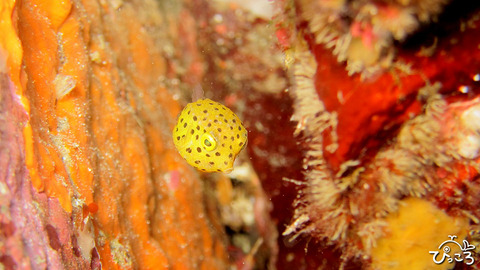 0809_ハコフグ赤ちゃん