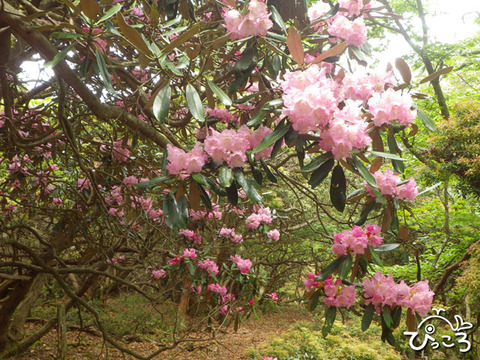 5月23日(土)伊豆・万三郎岳