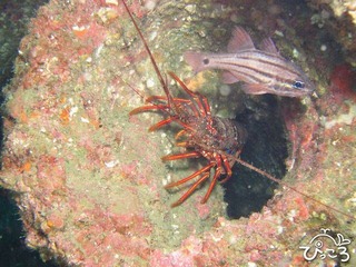 土管の中に伊勢海老