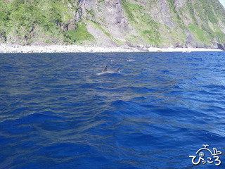 イルカの背びれ