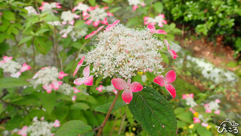 いろんな紫陽花_5