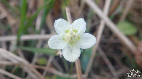 ウメバチソウ_PB052824