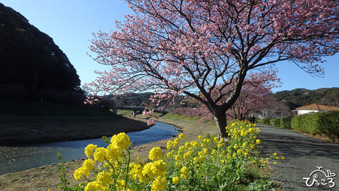 20200130_みなみの桜