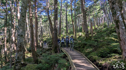 歩きやすい登山道_233610829