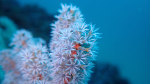 フトヤギ_P3160704