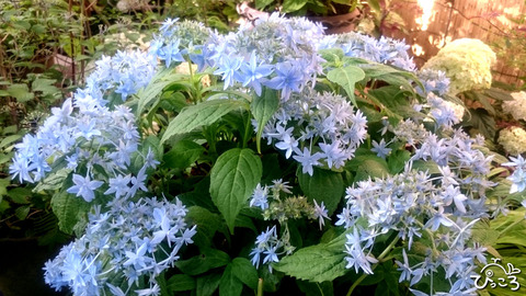 いろんな紫陽花_2