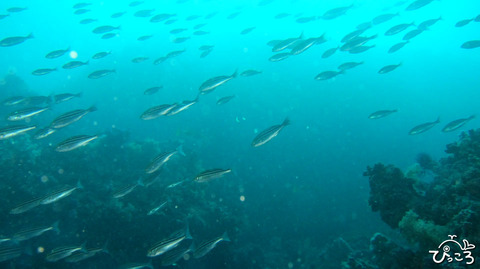 1105_イサキの群れ