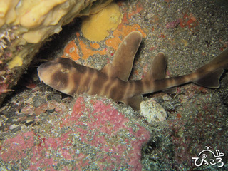 コネコちゃん＠八幡野
