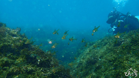 ツマグロハタンポ_P3130670