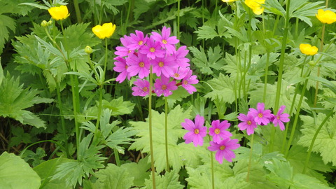 オオサクラソウ_1