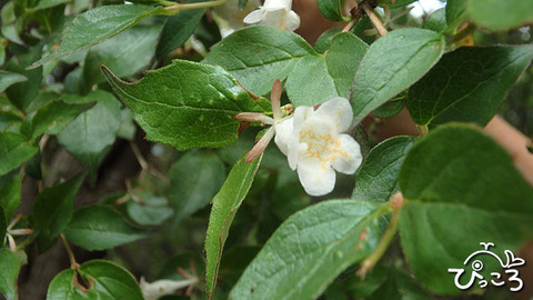 ツクバネウツギ