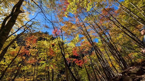 紅葉見頃の西沢渓谷