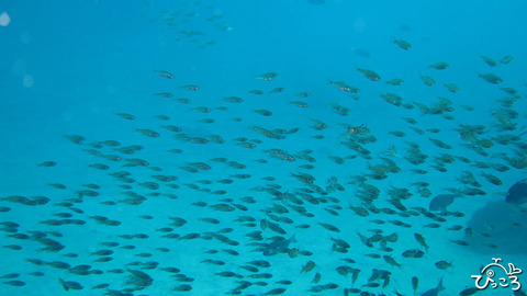 1227クロホシイシモチの群れ