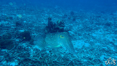 コブシメのペア_P4260433