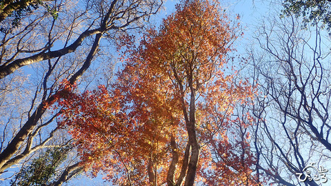 紅葉_PC153224