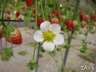 2013-2-3イチゴの花