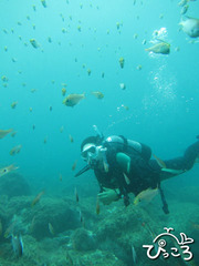 魚と戯れるダイバー