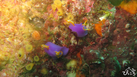 ムラサキウミコチョウ