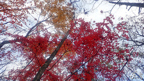 紅葉_PB050496
