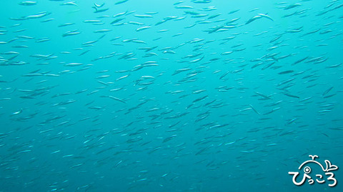 逃げるイワシ