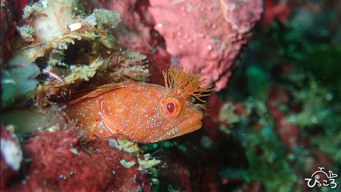 20200801_コケギンポ