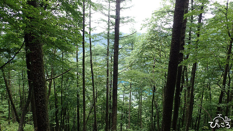 0624_木々の向こうには西湖