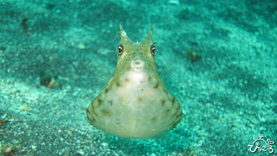 ぴっころ日記 : 水温20℃台突入!