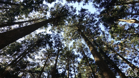 200223_真っ直ぐな杉