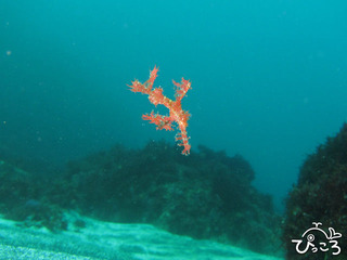 11/2カミソリウオ