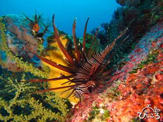 2012-11-29ハナミノカサゴ@IOP