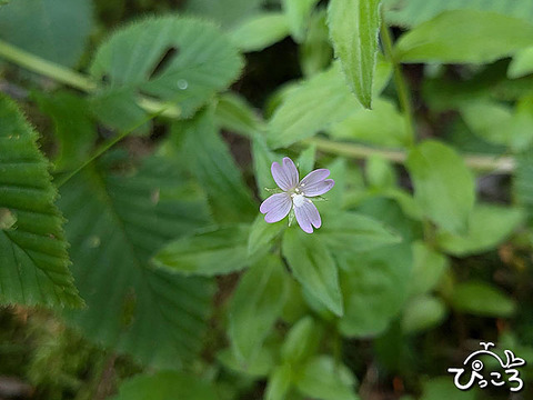 イワアカバナ_034115511