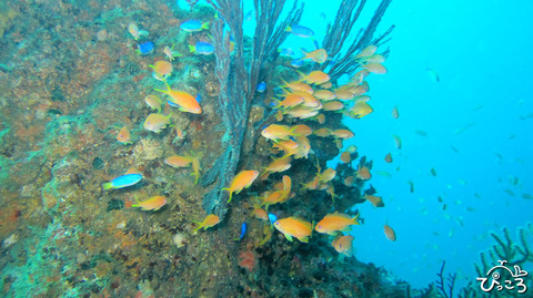 1105_キンギョハナダイ